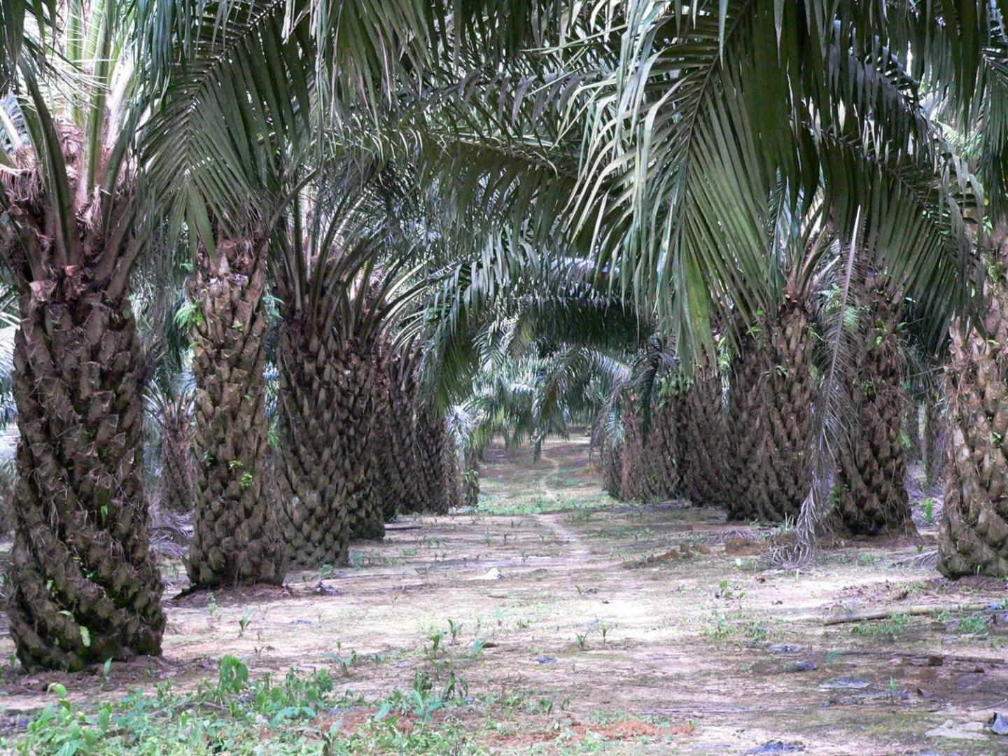 Oil Palm Plantation (1 of 2)