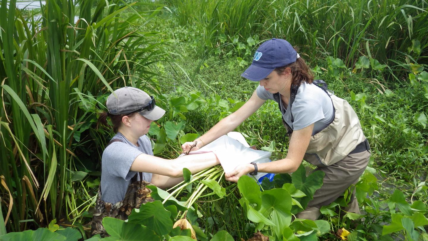 Collecting field data two