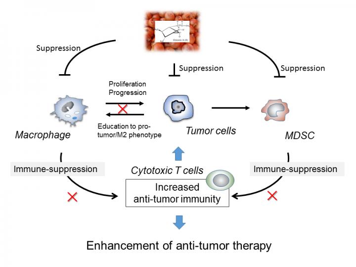 Onionin A Anti-tumor Therapy