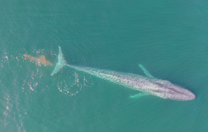 A blue whale defecating off the coast of California.