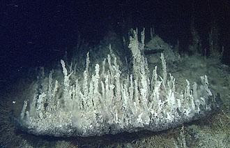 Hydrothermal Chimneys in the Pescadero Basin