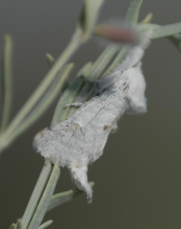 Adult of the New Moth Species <em>Givira delindae</em>