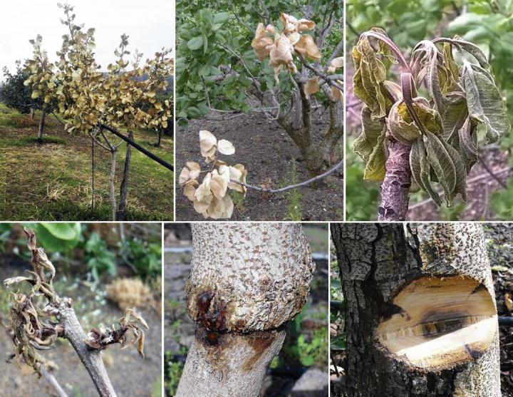 Symptomatic Pistachio Trees, Italy