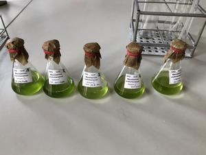 Liquid samples of Mesotaenium endlicherianum in a laboratory flask, which are about to be combined with fresh medium under sterile conditions.