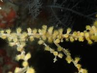 The Zoantharian Species Antipathozoanthus cavernus was Found in Marine Caves on Black Corals