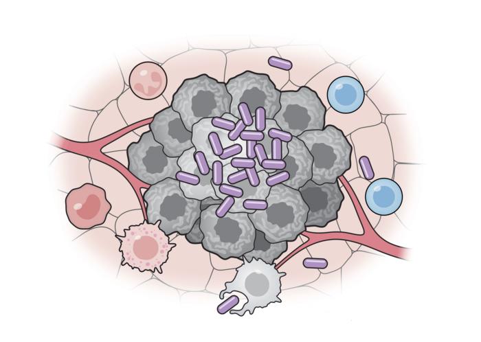 Engineering the bacteria-immune interface