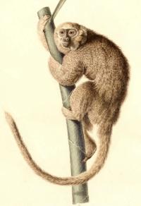 Monkey <I>Callicebus donacophilus</I>
