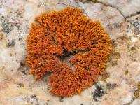 A Common Lichen