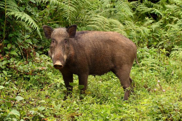 Wild pig