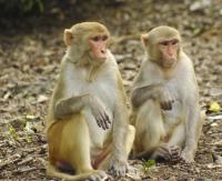 Macaque Social Ties