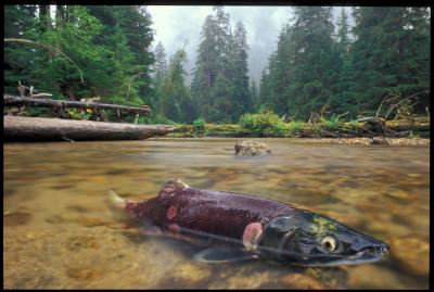 Salmon's Ecological Impact on Watershed Plants (4 of 6)