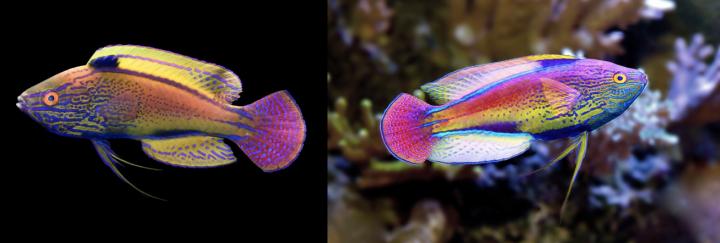 Lavender-striped fairy wrasse