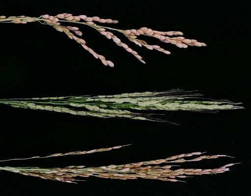 Illustration of Rice Species
