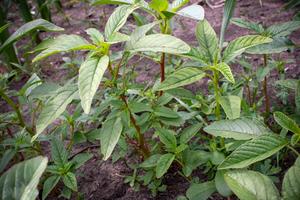 Waterhemp