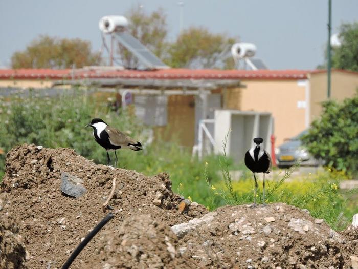 A pair of Spur-winged Lapwings.