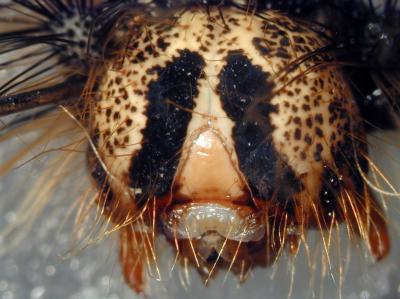 A Gypsy Moth Caterpillar (1 of 3)