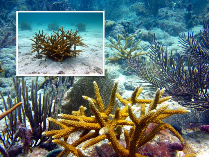 Staghorn Corals