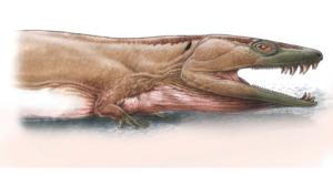 Artist/illustrator Gabriel Lio’s reconstruction of Gaiasia jennyae