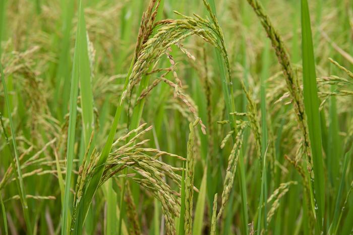 Rice crop