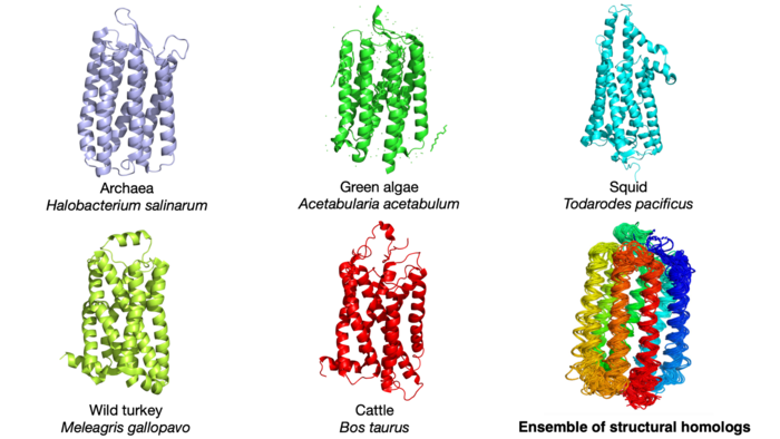 Illustrations of rhodopsin protein structures in five different species