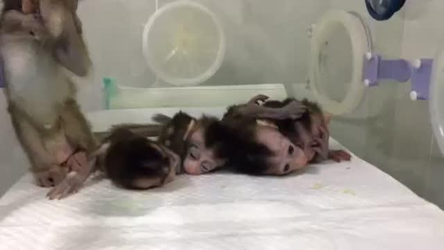 Gene-edited Disease Monkeys Cloned in China