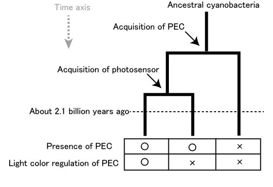 Phylogenic Tree of Cyanobacteria (Fig.2)