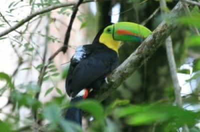 Wild Toucan