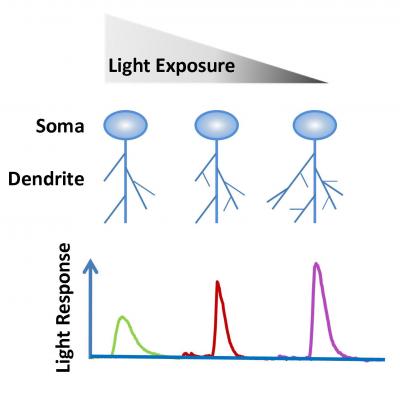 Light and Learning in <I>Drosophila</I> Dendrites (2 of 2)