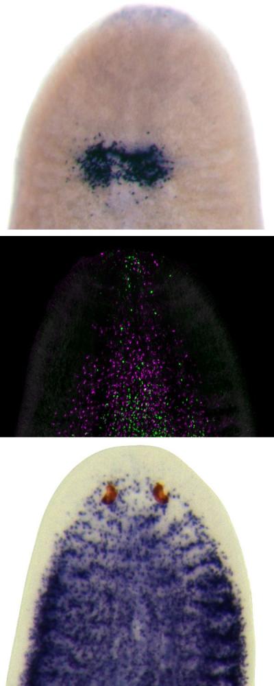 Planarian Stem Cell Migration