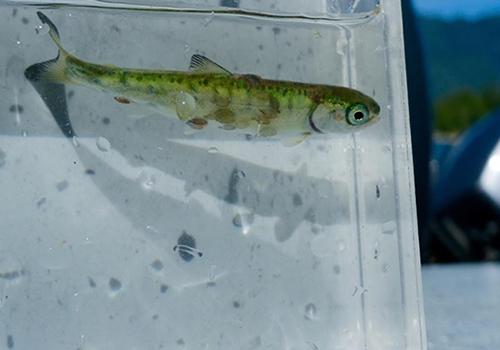 Sea-louse Infested Juvenile Chum Salmon