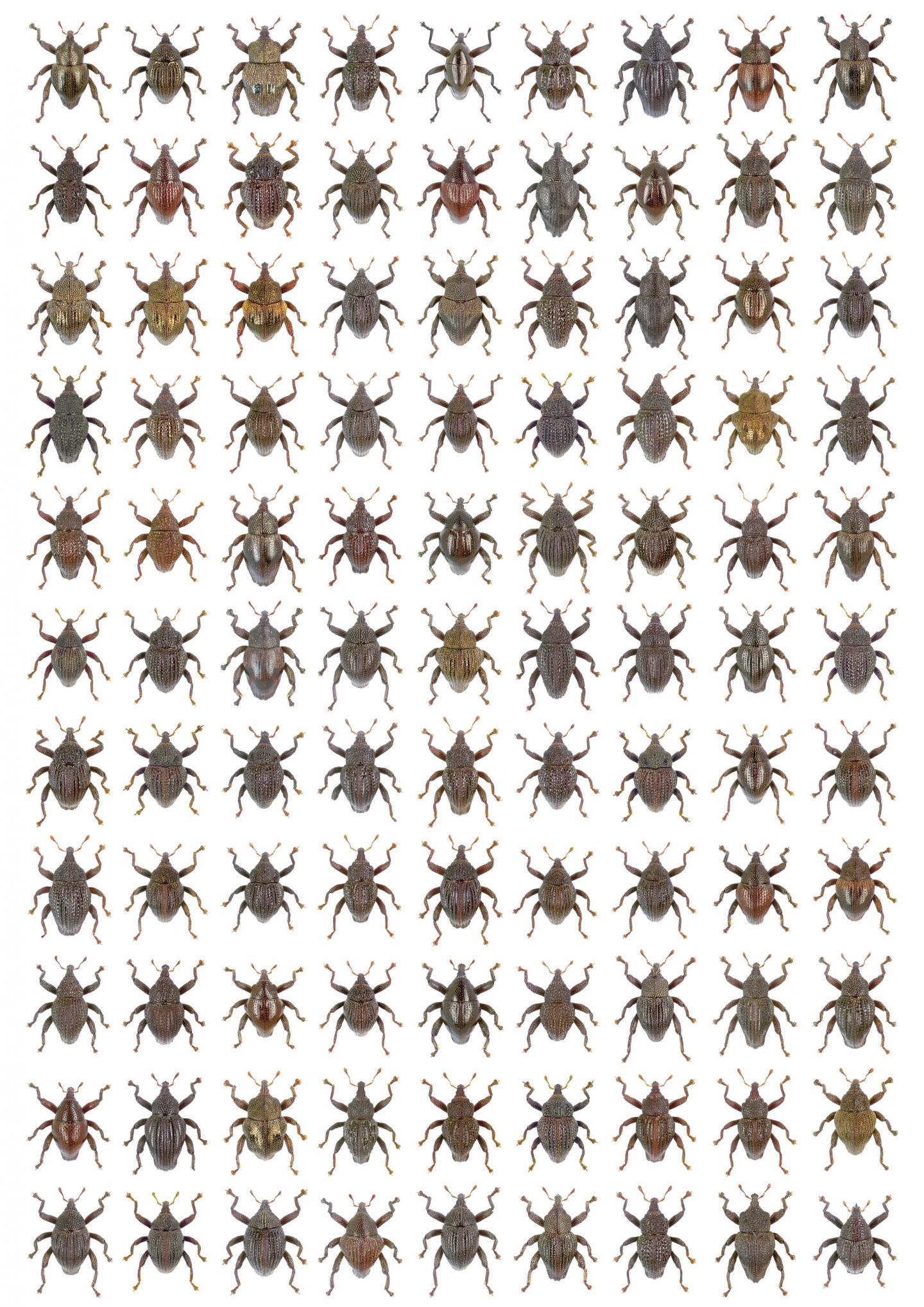 98 New Species of <I>Trigonopterus</I>