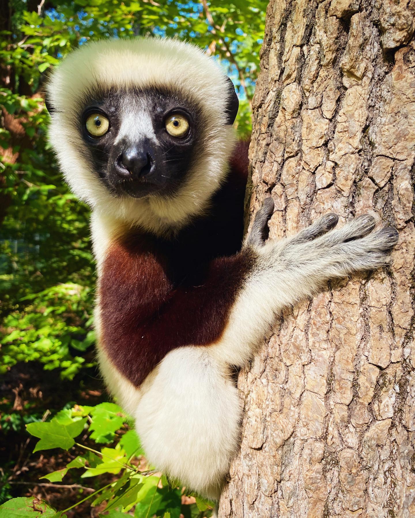 Sifaka Lemurs (Propithecus)