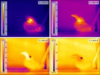Hornbills in the Kalahari Desert May Keep Cool by Losing Heat through Their Beaks