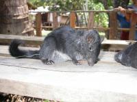 Laotian Rock Rat Alone