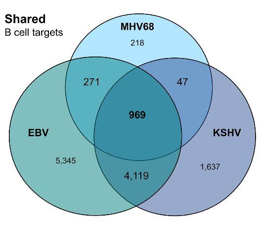 Different Gammaherpesviruses Suppress Largely Overlapping Host Cellular Pathways