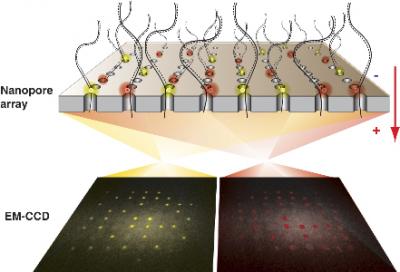 Low-Cost, Ultra-Fast DNA Sequencing