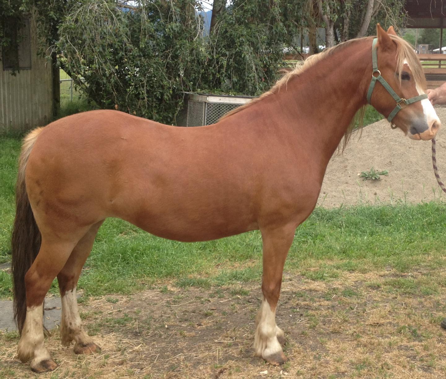 Searching For Answers To Equine Metabolic Syndrome