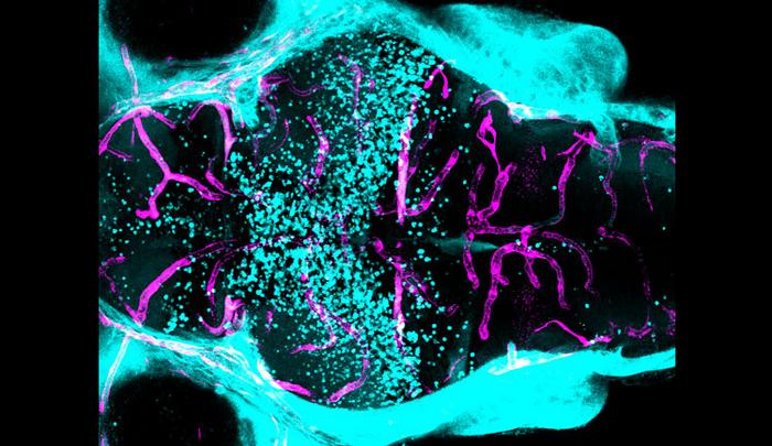 Zebrafish blood-brain barrier