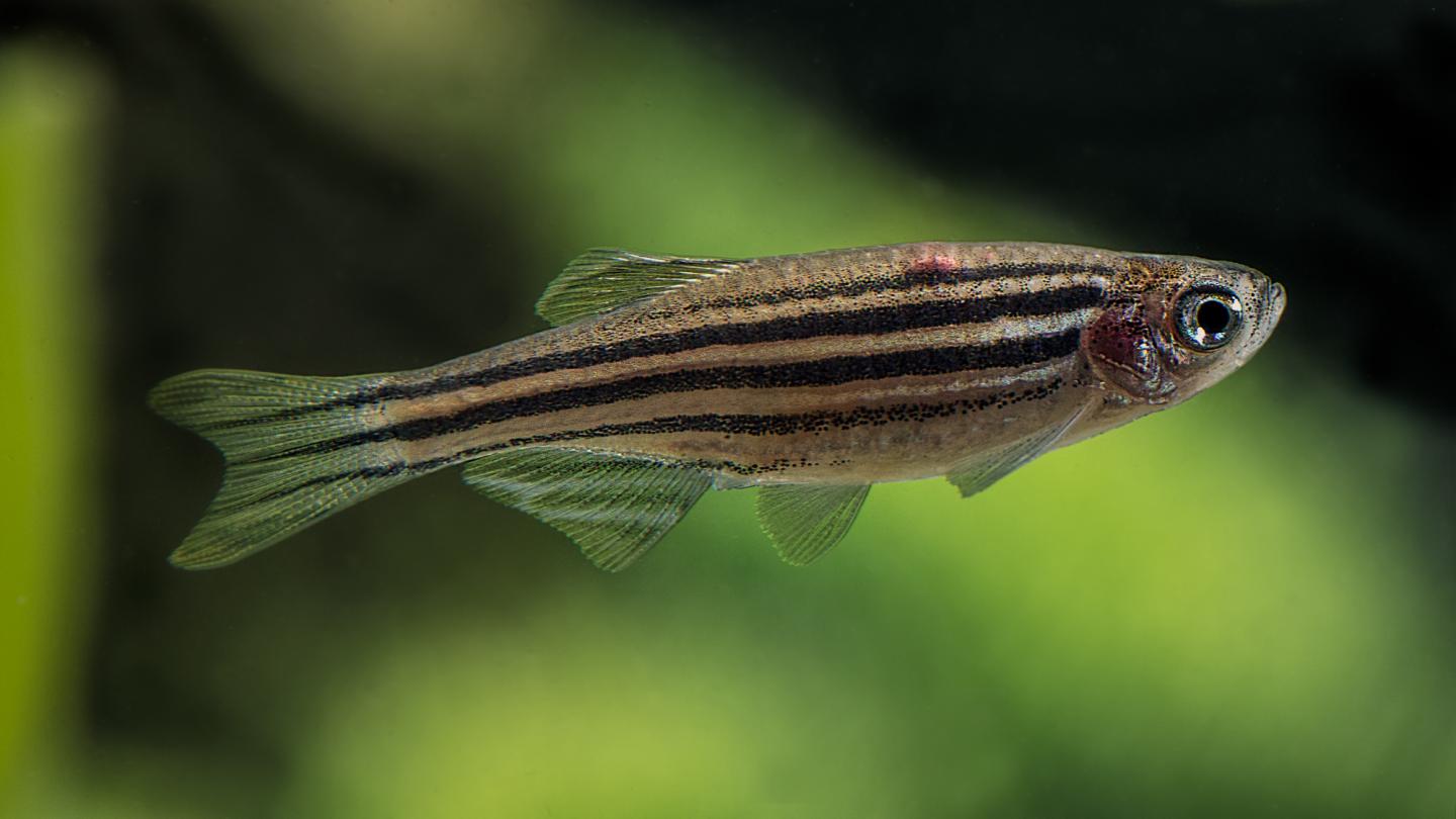 Pictured is a zebrafish.