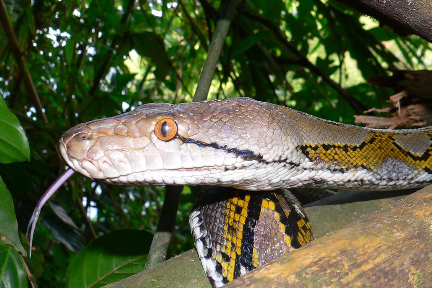 Asian Reticulated Python