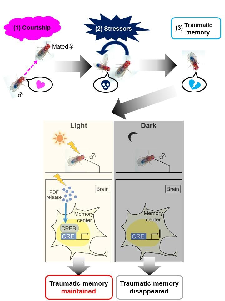 Courtship Conditioning Followed by Different Exposure to Light