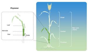 The main body axis of a vegetative culm in barley