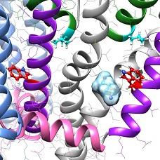 GABA Neurotransmitter Binding to Pore Module of Potassium Channel