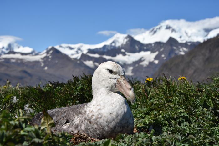 Southern giant petrel (2).jpg