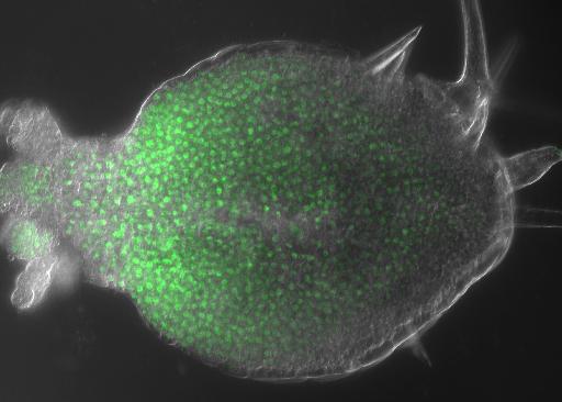 Morphogen Gradient in a Leaf Primordium