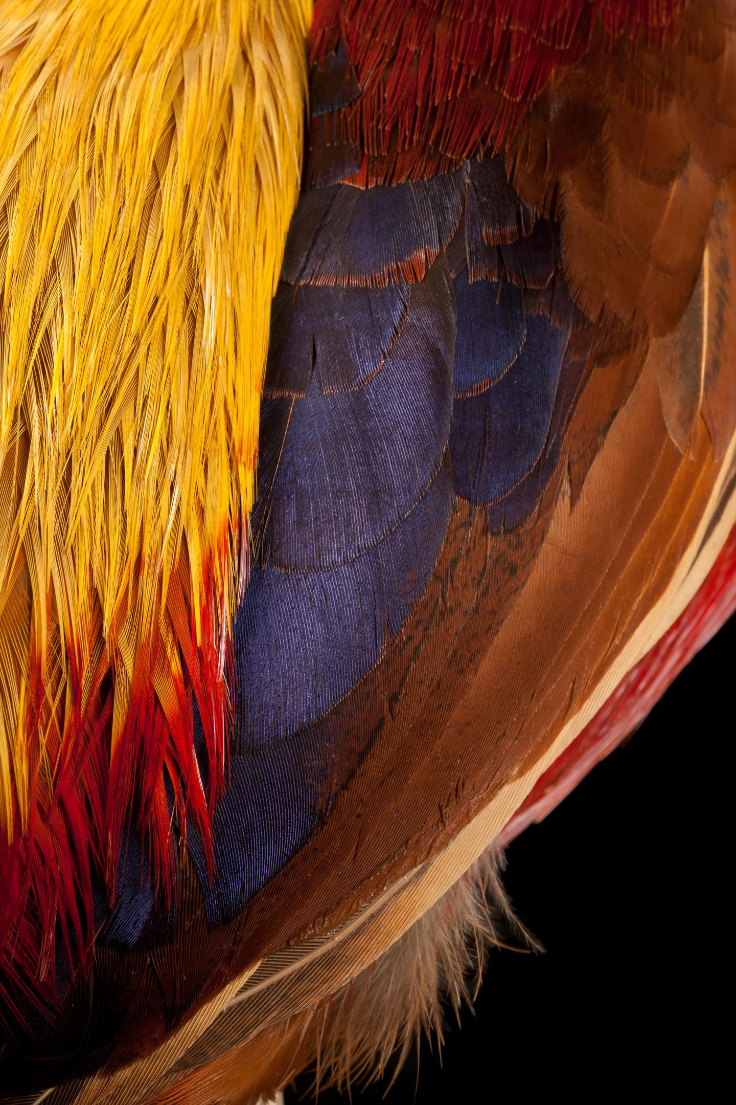 Golden Pheasant's, <i>Chrysolophus pictus</i>, Wing