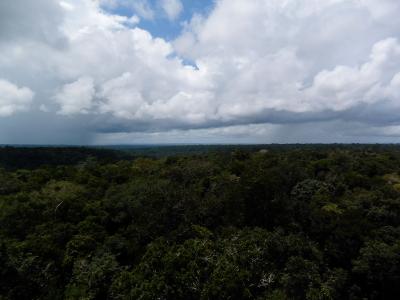 Particles From the Rainforest Seed the Clouds Above (3 of 9)