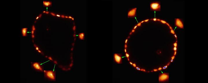 Arsenic Accumulates in the Nuclei of Plants' Cells