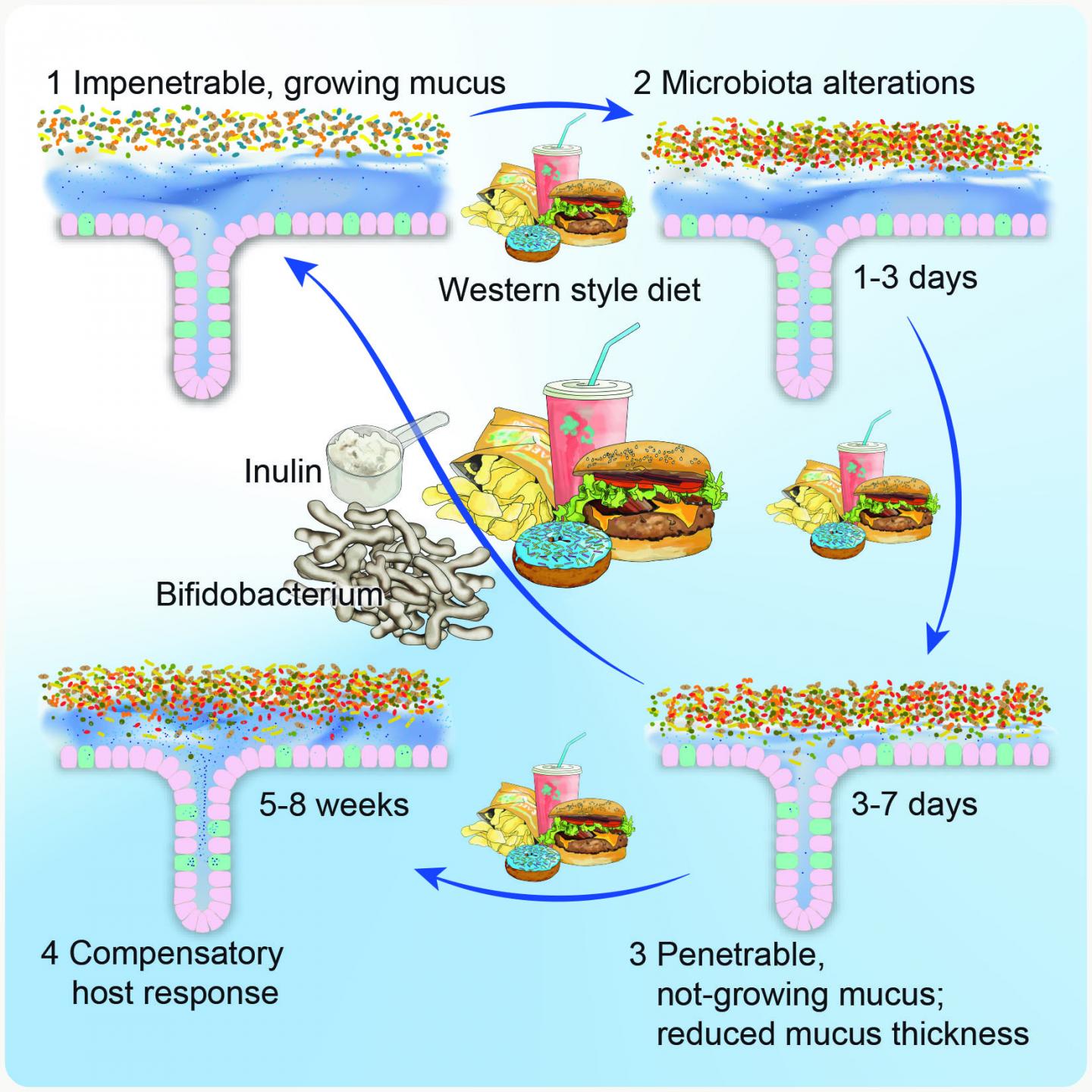 a-psa-from-your-gut-microbes-enjoy-the-holid-eurekalert