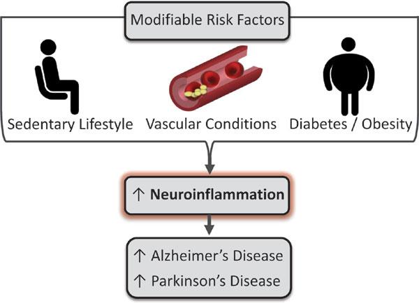 Neuroinflammation as a Common Mechanism Associated with the Modifiable Risk Factors for Alzheimer's and Parkinson's Diseases